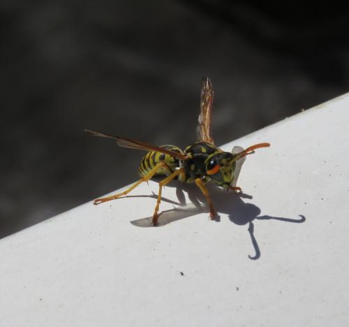 Réf. 245 288 : Polistes sp.